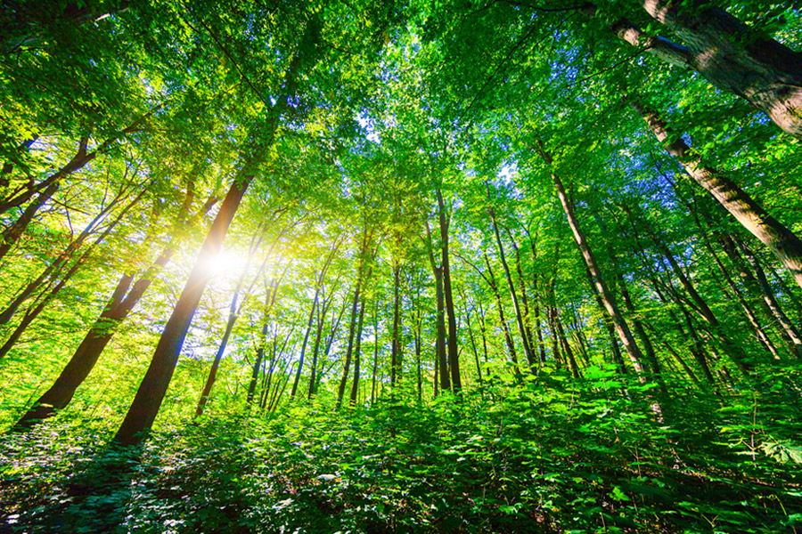 Reglamento Europeo sobre Deforestación (EUDR)