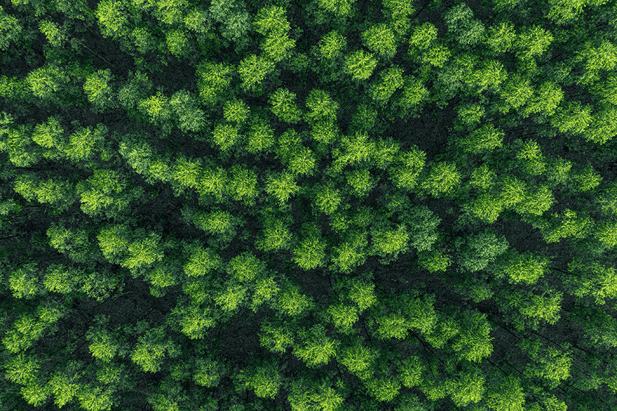 Lecta EUDR compliance